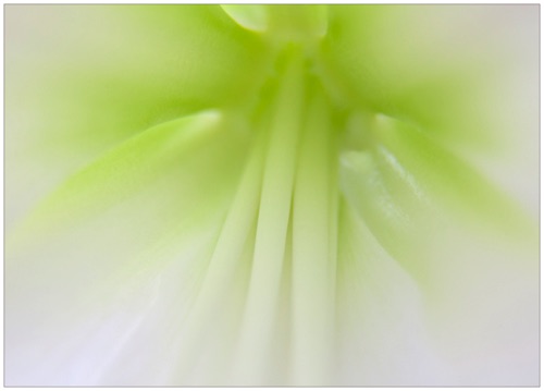 002 Amaryllis centre.jpg 002 Amaryllis centre.jpg